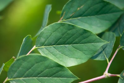 Gymnocladus dioicus, canadensis - nahovětvec dvoudomý, kanadský (76) - list